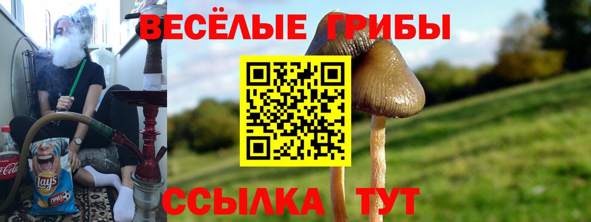 Псилоцибиновые грибы Magic Shrooms  Вход с VPN  Реж  Псилоцибиновые грибы MAGIC MUSHROOMS 